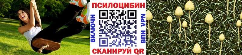 где купить наркотик  Севск  Галлюциногенные грибы GOLDEN TEACHER 